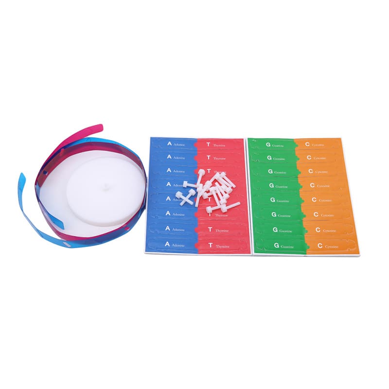 DNA Models Science and Exploration Sets Toys For Kids