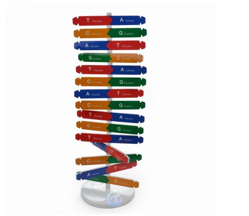 DNA Models Science and Exploration Sets Toys For Kids