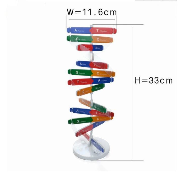 DNA Models Science and Exploration Sets Toys For Kids