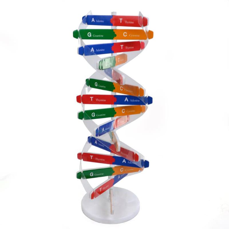 DNA Models Science and Exploration Sets Toys For Kids