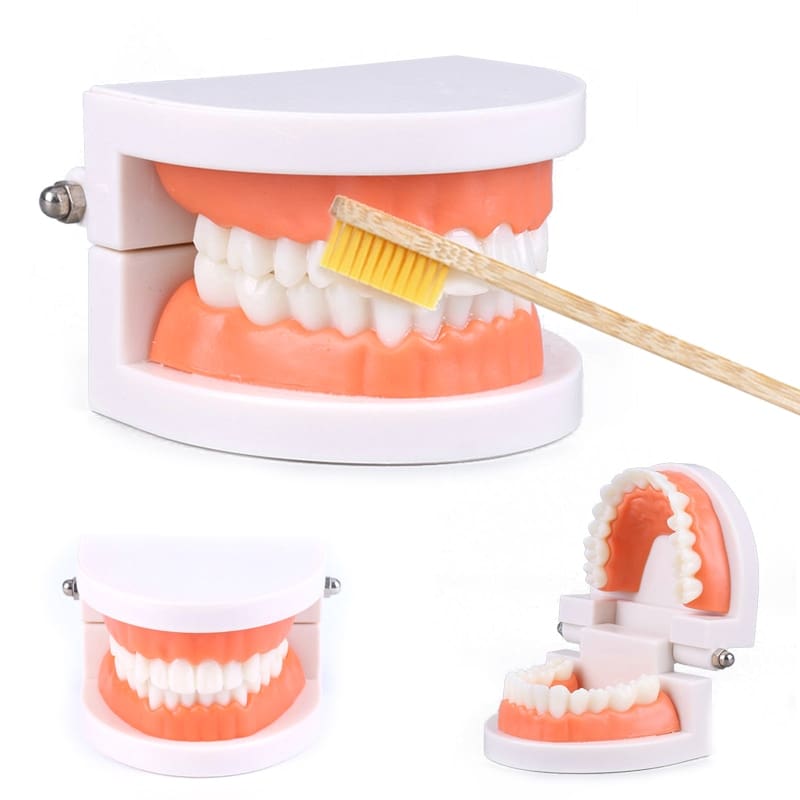 Brushing Tooth Montessori Educational Toy for Kids